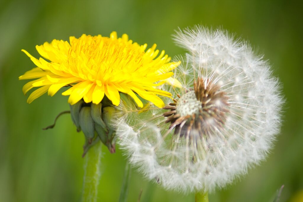 dandelion, transformation, blossoms-7361862.jpg