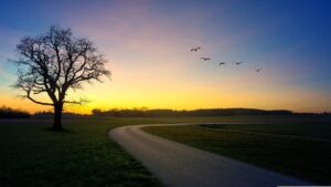 tree, path, dusk-4478808.jpg