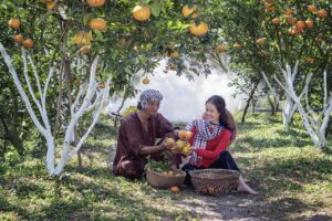 tangerines, orchard, harvesting-5180550.jpg