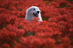 animal, flowers, flower background-6637774.jpg