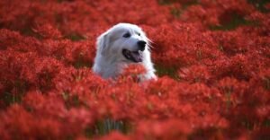 animal, flowers, flower background-6637774.jpg